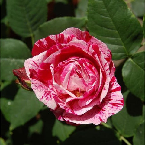 White rose with red speckled streaks forming a layered spiral bloom