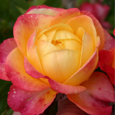 Yellow center rose bloom with pink outer petals and small speckles