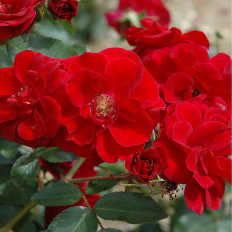 Dense cluster of red roses with green leaves