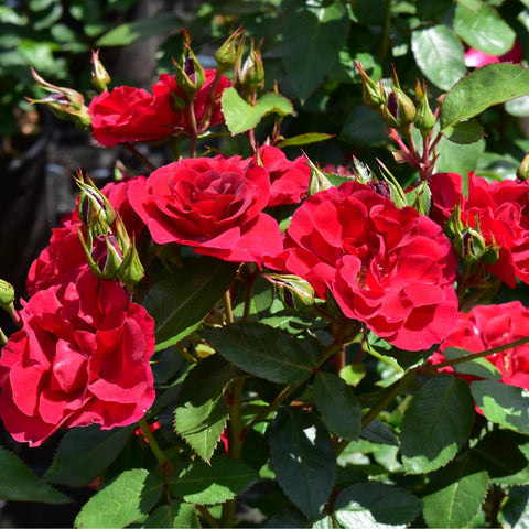 Red rose flower cluster with buds and green foliage
