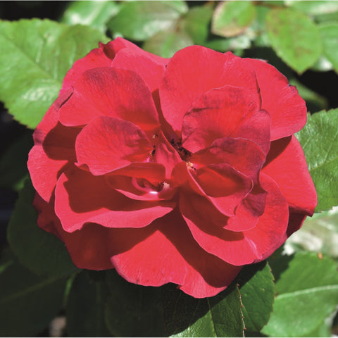 Large red rose bloom with ruffled petals and green leaves