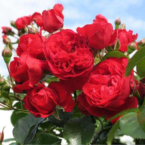 Cluster of red rose blossoms and unopened buds with green leaves
