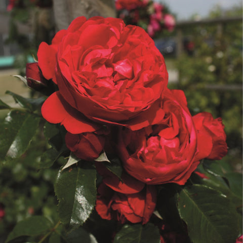 Red rose blooms on green stems with surrounding leaves