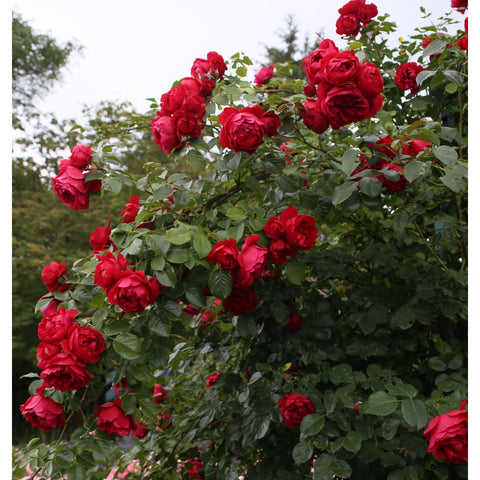 Red rose shrub with dense clusters of blossoms and green leaves