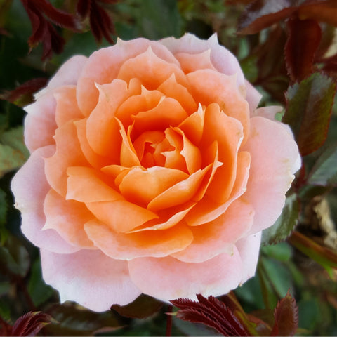 Orange-peach rose bloom with soft pink outer petals and green leaf sprigs