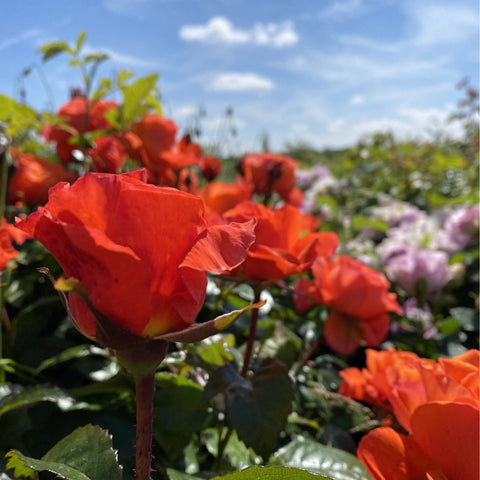Orange roses on flowering shrubs with green leaves among other garden blooms