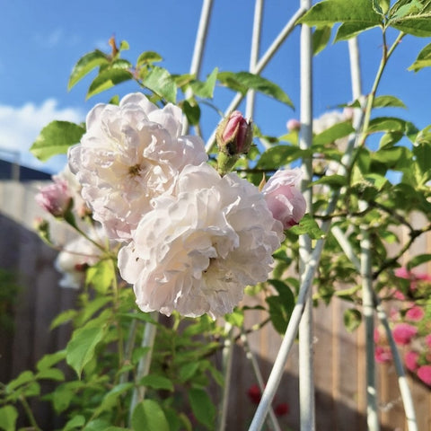 Climbing rose plant with ruffled pale white blooms and green leaves on metal trellis