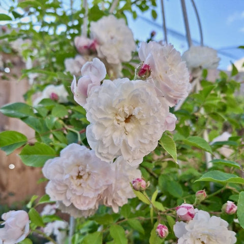 Rose blossoms cluster in pale white with pink buds and bright green leaves