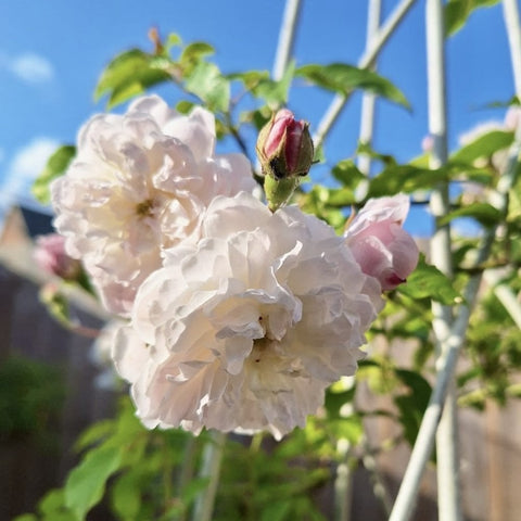 White double rose bloom with unopened red-pink bud and glossy green leaves