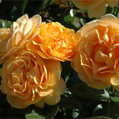 Three orange and cream double roses on leafy green stems