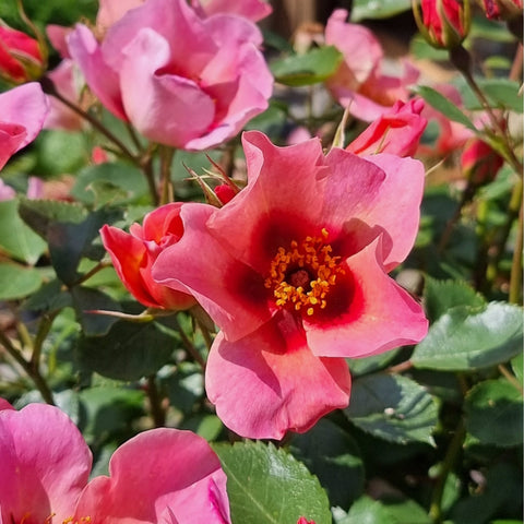 Cluster of pink and red rose flowers with yellow centers and green foliage