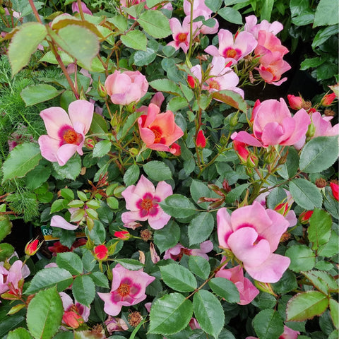 Light pink rose flowers growing on a dense green leafy plant