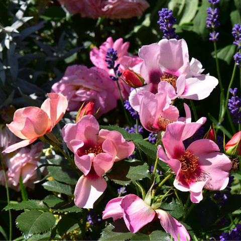 Pink rose blossoms among purple lavender flowers on green leafy stems