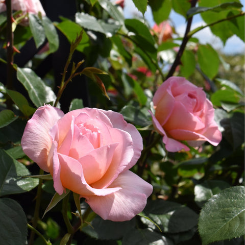 Rose plant with light pink flowers on branching stems, showing ruffled petals and leaves