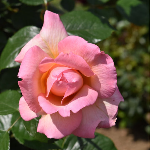 Light pink single rose flower with curled petals and green foliage on the stem