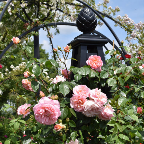 Pink roses growing on a bush with green leaves and several open blooms