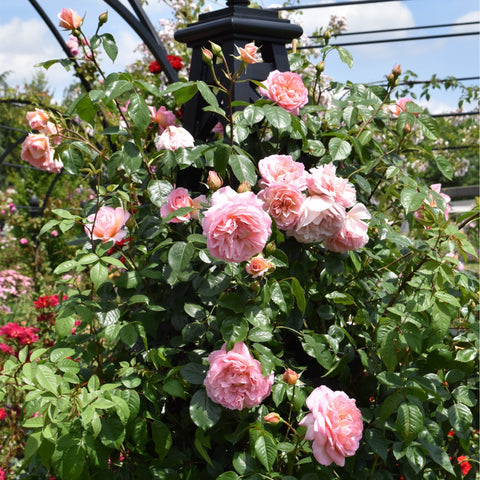 Pink rose bush with many blooms and green leaves on branching stems