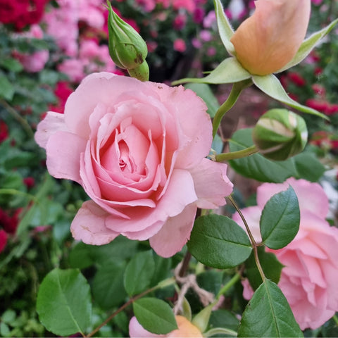 Light pink rose flower with a bud and green leaves on a rose plant branch