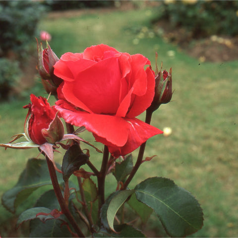 Red rose plant with multiple buds and blooms on green stems and leaves