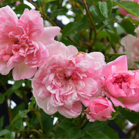Pink double rose blooms on stems with green leaves