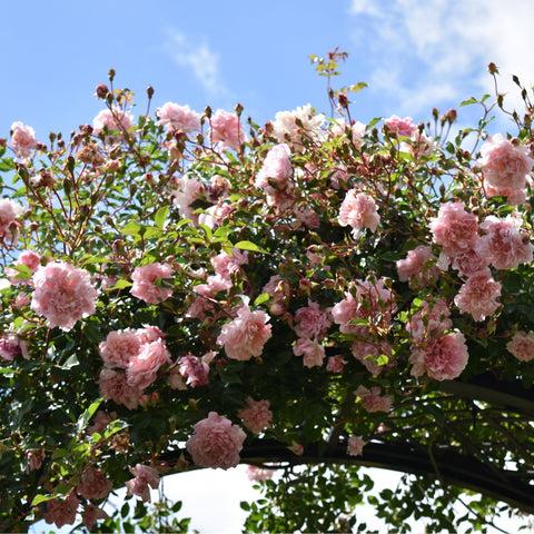 Pink flowering rose shrub with many double blossoms and green leaves