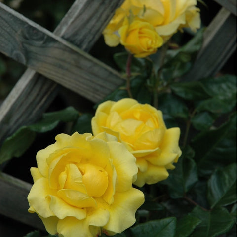 Yellow rose blossoms on stems with green leaves beside a wooden trellis