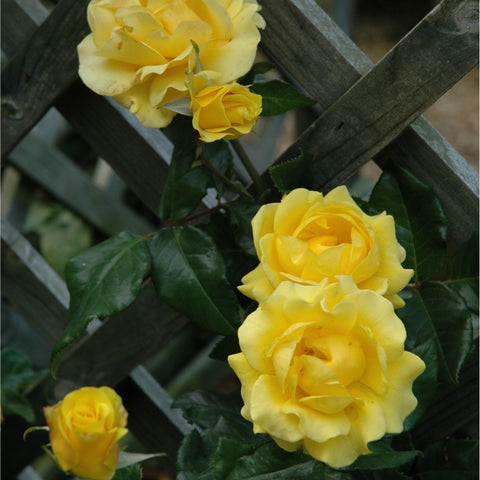 Cluster of yellow roses on green stems with leaves over wooden fence slats