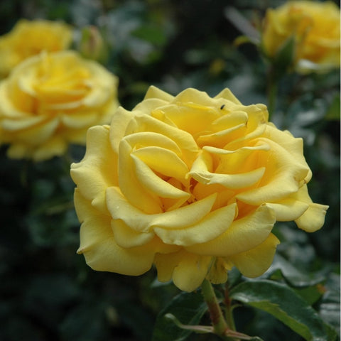 Yellow double rose bloom with layered petals and green leaves on stem