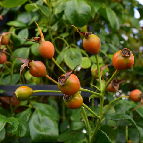 Orange rose hips and unopened buds on green stems with surrounding leaves