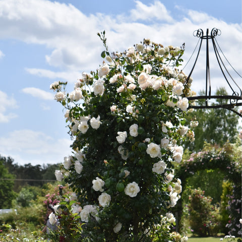 Full rose bush covered in small white flowers on a trellis structure