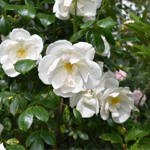 Cluster of white rose flowers with yellow centers and glossy green leaf foliage