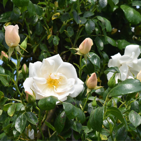 White rose bloom and pale peach buds on a green leafy rose plant