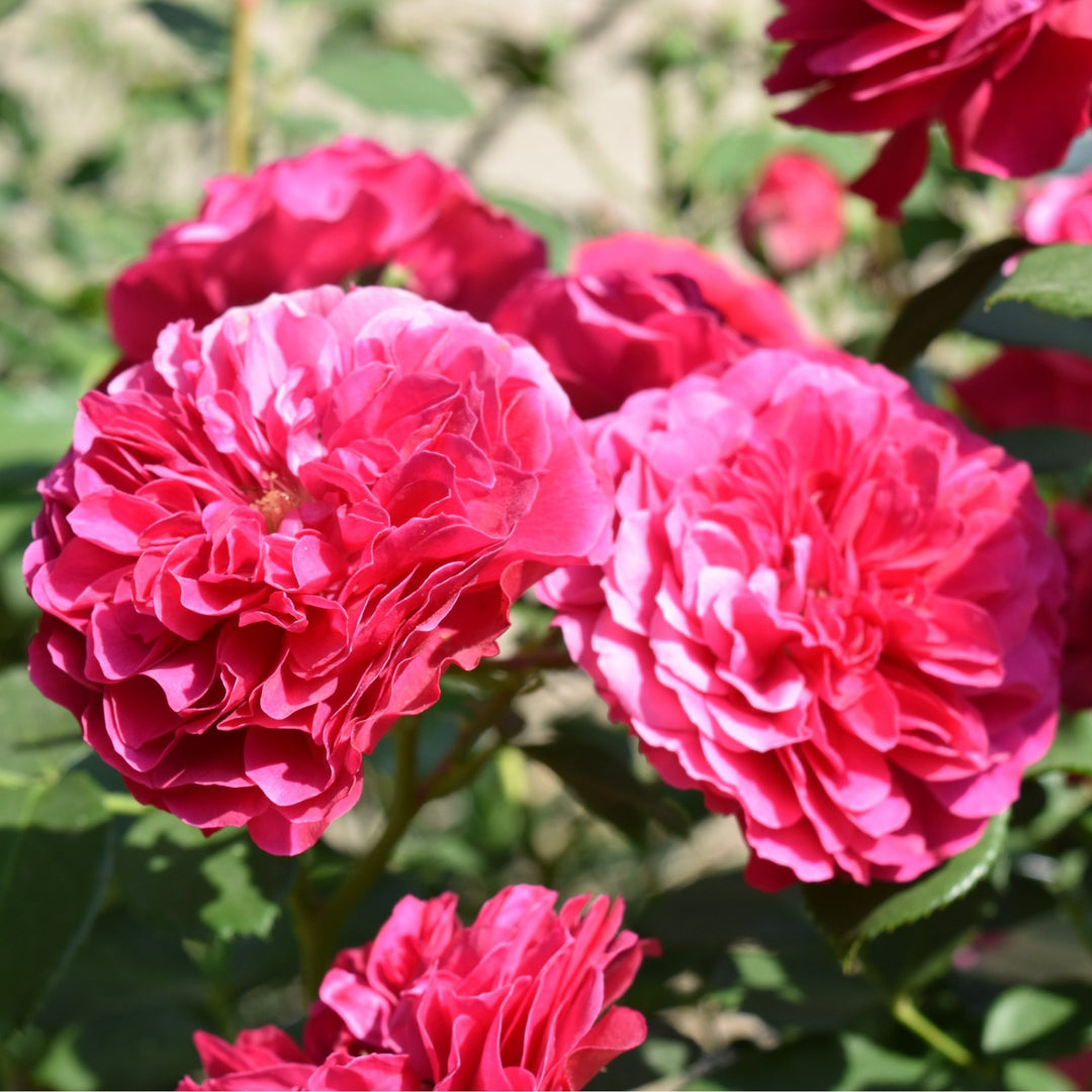 Frilly Cuff – Peter Beales Roses
