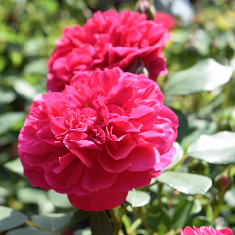 Frilly cuff rose bloom with dense ruffled fuchsia-pink petals and green leaves