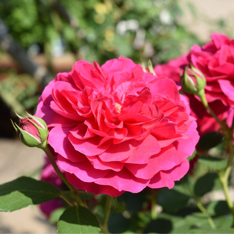 Frilly Cuff pink rose bloom with ruffled petals and green buds on stems
