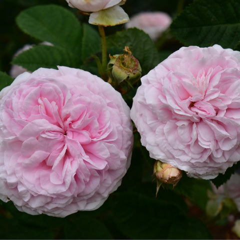 Felicite Parmentier rose flowers, pale pink double blooms with green leaves