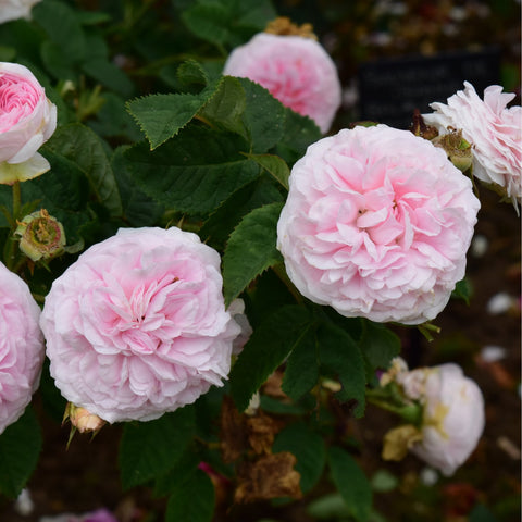 Felicite Parmentier rose blooms, pale pink double flowers with green leaves