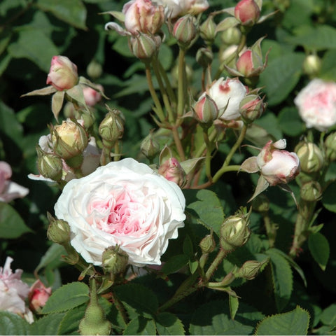 Felicite Parmentier rose bloom, white petals with pink center and unopened buds