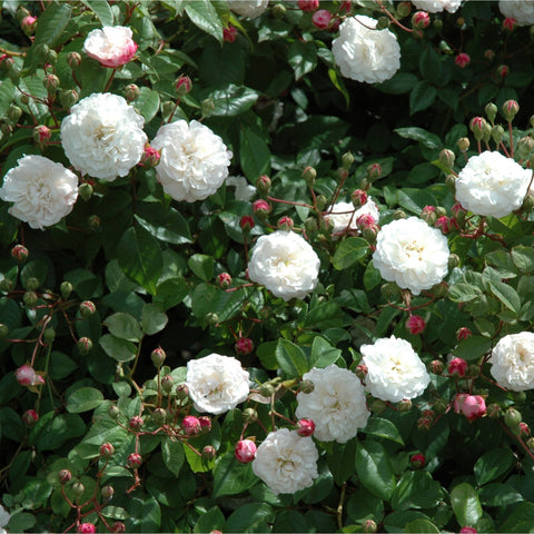 Rose plant with white double flowers, green leaves, and many red buds
