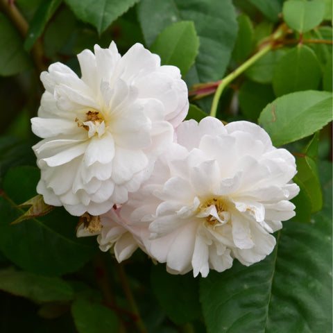 Close-up of white double rose blossoms with pale centers and green leaves