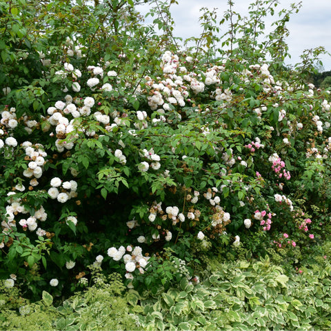 Rose garden hedge with white double roses and some pale pink blooms among green leaves