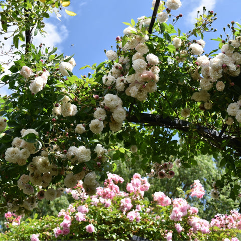 Branching rose plant with many white double blossoms against green foliage