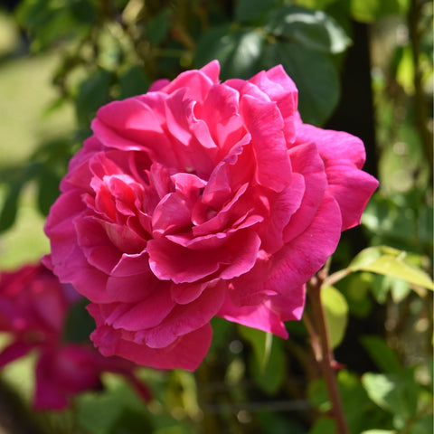 Pink rose bloom with layered petals and green leaves on a stem