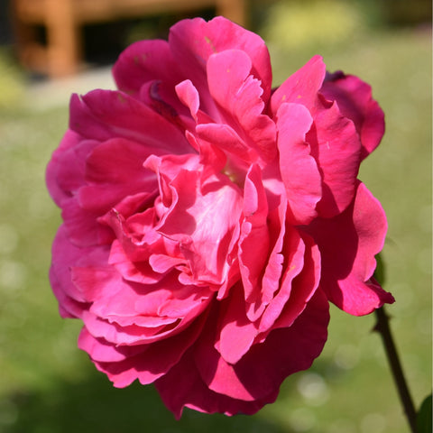 Deep pink rose flower with ruffled layers of petals and green foliage
