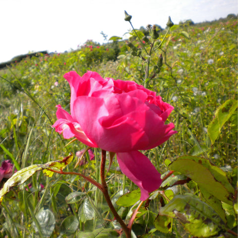 Bright pink rose on a leafy stem in a grassy garden setting