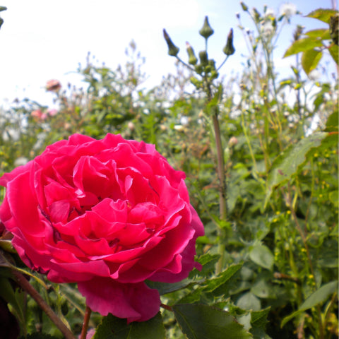 Pink rose bloom on branching stems with green leaves and buds