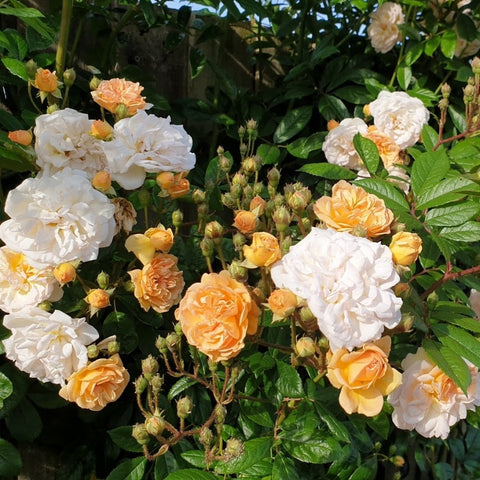 White, cream, and pale orange rose blooms with green leaves and buds
