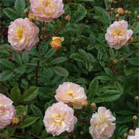 Light pink double rose blooms with yellow centers and dense green foliage