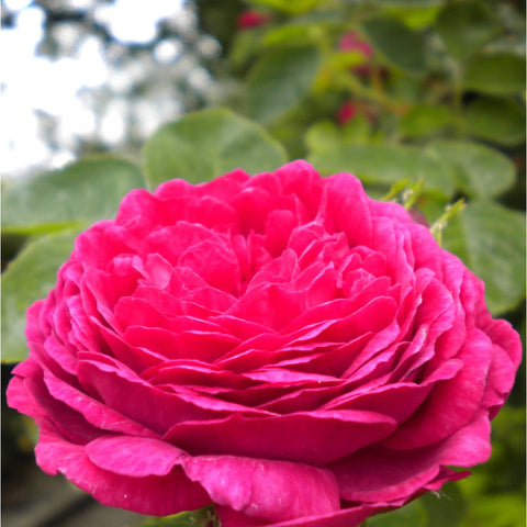 Single bright pink rose flower with dense ruffled petals and green foliage