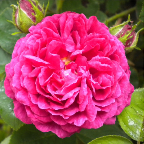 Pink rose flower with ruffled petals and yellow center, buds and leaves nearby